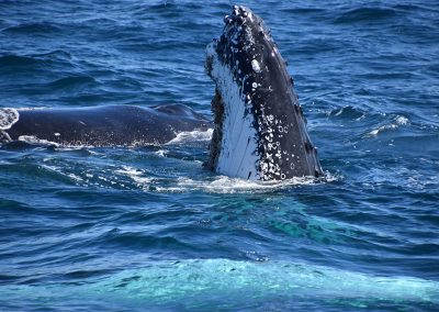 Whales in Coffs Harbour