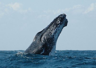 Whale Watch Experience Coffs Harbour